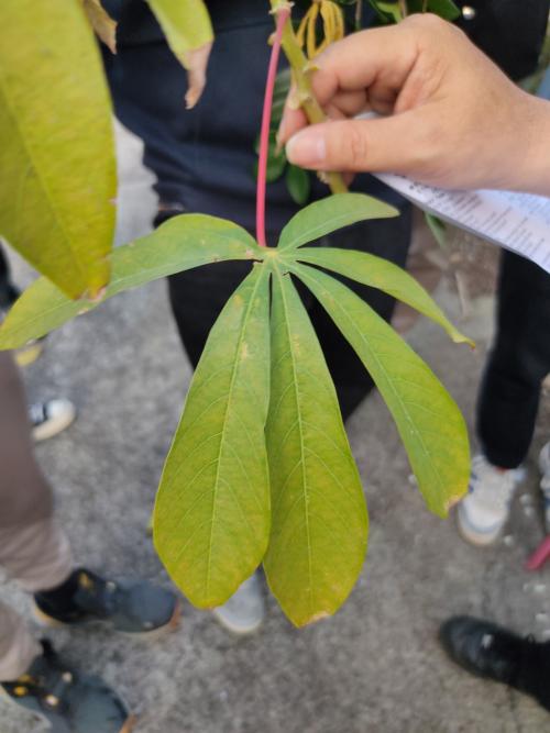 木薯 木薯