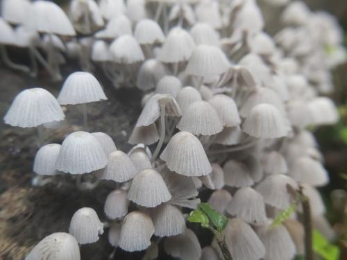 簇生鬼傘 簇生鬼傘