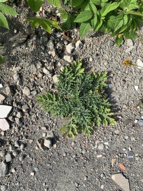 銀膠菊 銀膠菊
