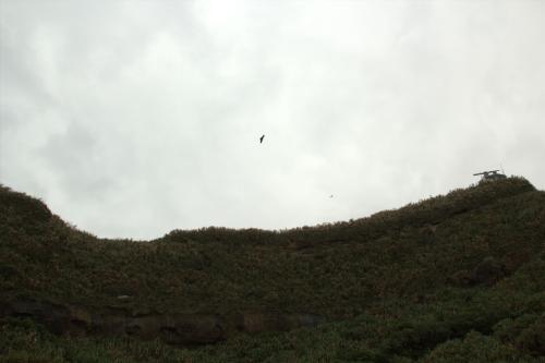 黑鳶 黑鳶