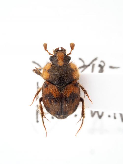 Nothochodaeus formosanus (Kurosawa, 1968)