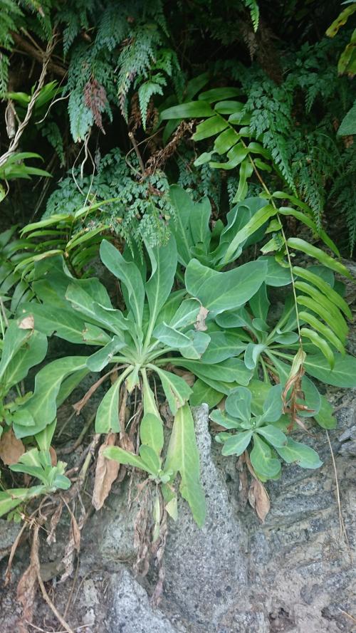 細葉假黃鵪菜