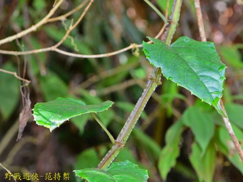 翼莖粉藤 翼莖粉藤