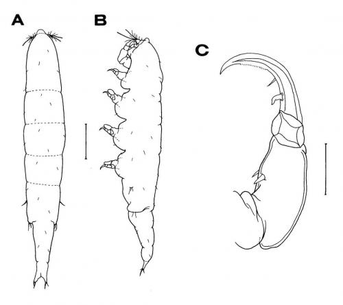 Xarifia umbonata_雄.jpg