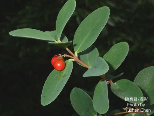 了哥王