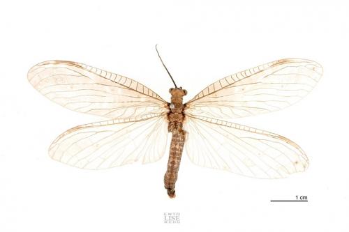 Parachauliodes nebulosus (Okamoto, 1910)