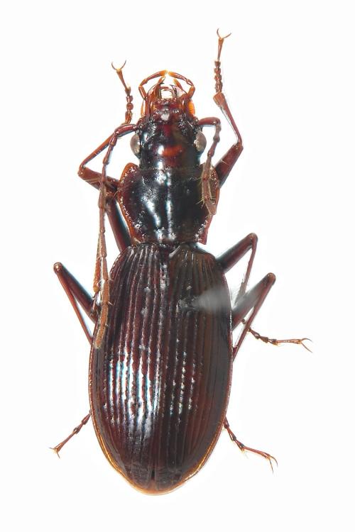 Nebria formosana_male