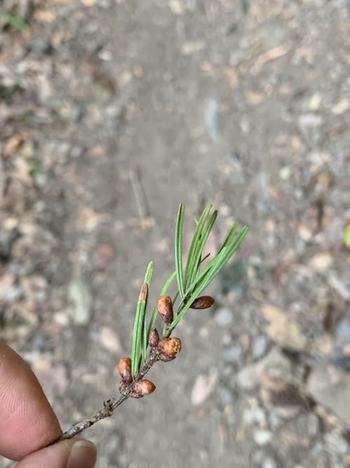 臺灣黃杉 臺灣黃杉
