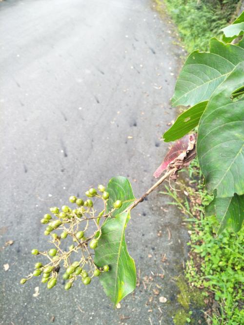 九芎 九芎