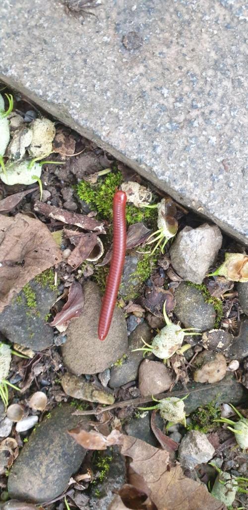 磚紅厚甲馬陸 磚紅厚甲馬陸