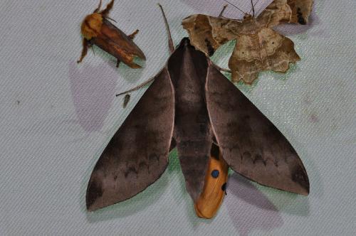 Acosmerycoides harterti 鋸線天蛾