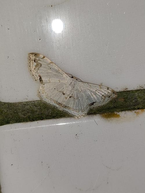 Scopula yamanei