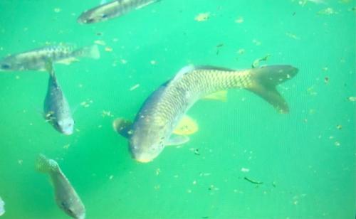 鯉魚