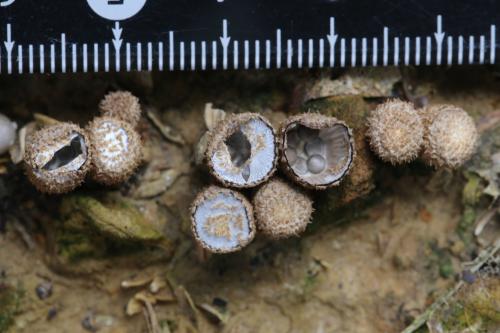 Cyathus striatus(隆紋黑蛋巢菌)