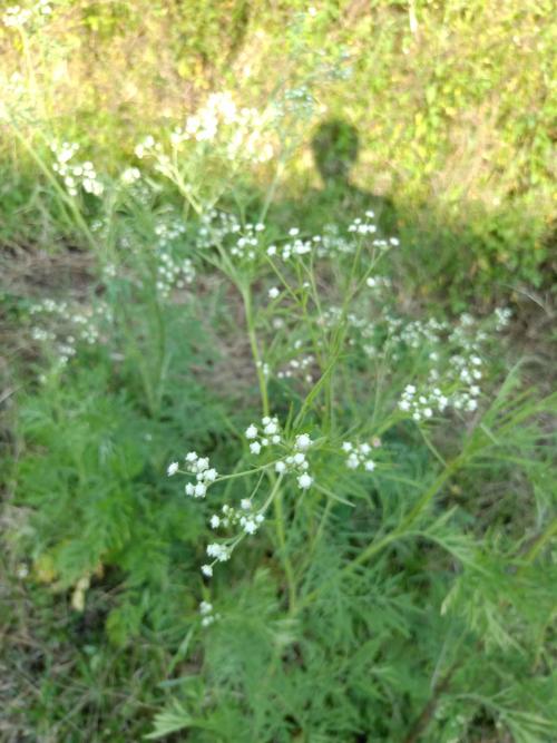 銀膠菊