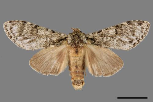 Pheosiopsis cinerea formosana[喜夙舟蛾][00015699]