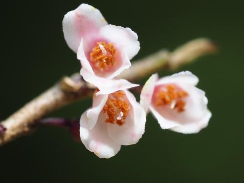 米碎柃木