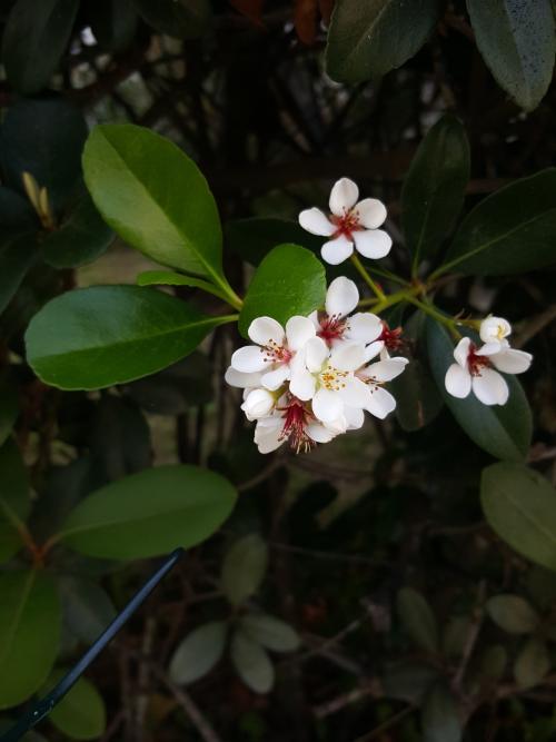 石斑木