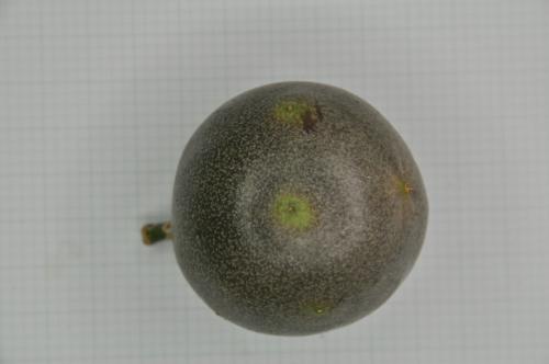 雞蛋果 雞蛋果