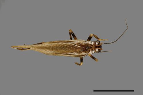 <已分類>Family：Gryllidae[蟋蟀科][00046809]
