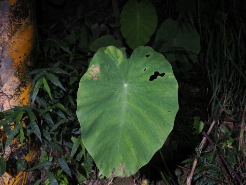 芋