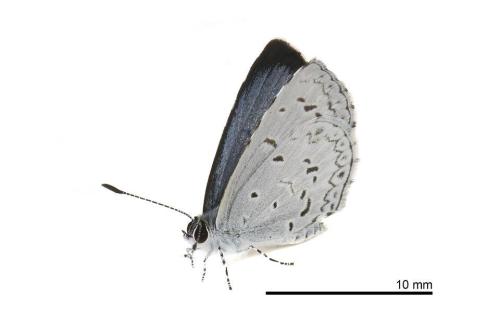 Acytolepis puspa myla Acytolepis puspa myla