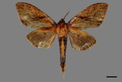 Dudusa synopla[黃蕊尾舟蛾][00015922]