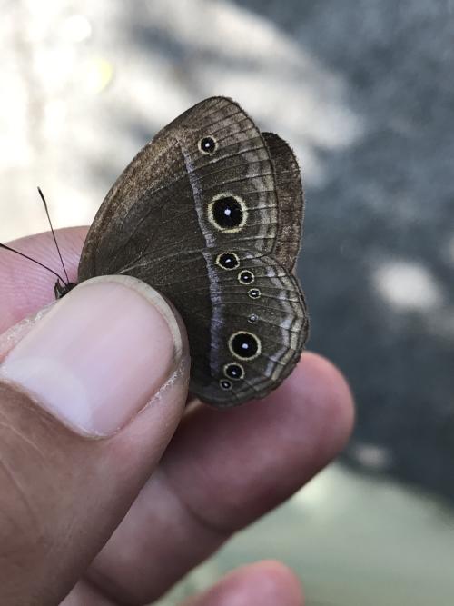 小蛇目蝶 小蛇目蝶