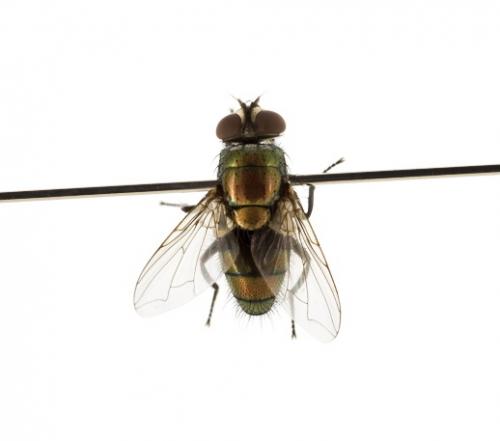 Lucilia cuprina male dorsal Lucilia cuprina male dorsal