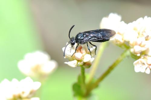 杜鵑三節葉蜂 @Arge similis_台北陽明山