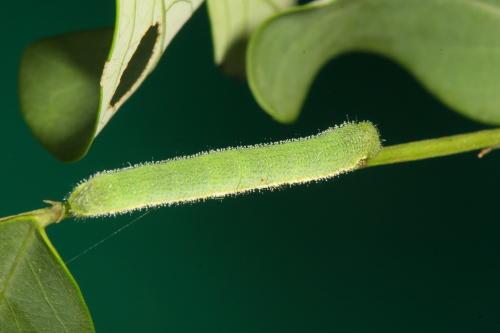 20090929_347342_Eurema hecabe _l.jpg