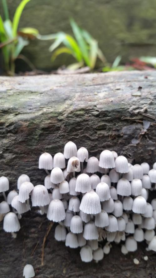 簇生鬼傘 簇生鬼傘