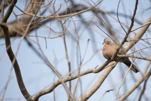 珠頸斑鳩(指名亞種) 珠頸斑鳩(指名亞種)