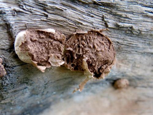 Enteridium lycoperdon(馬勃型孔膜黏菌)