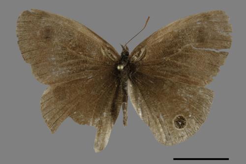 Ypthima multistriata[臺灣波紋蛇目蝶][00101550]