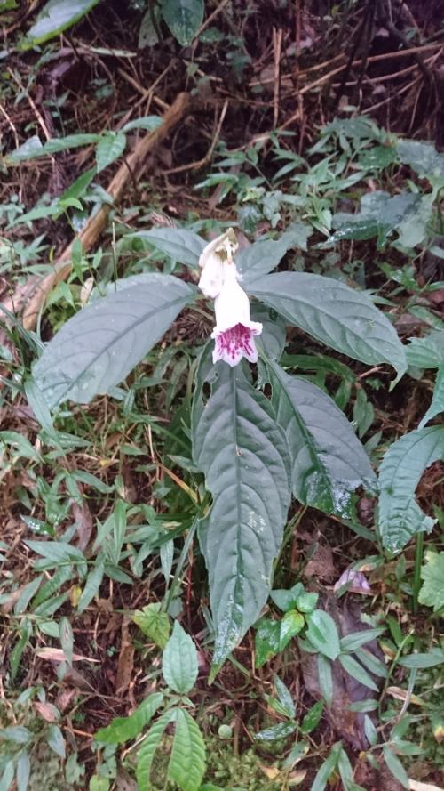 角桐草 角桐草