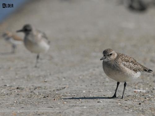 20091110_380148_Grey_Plover_8738.jpg