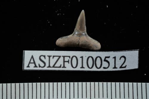 Carcharhinus sp. [ASIZF0100512]