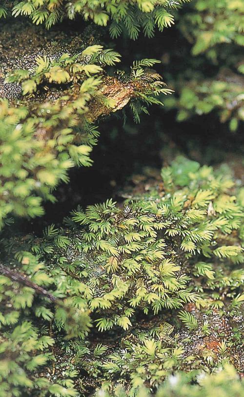 黃葉鳳尾苔