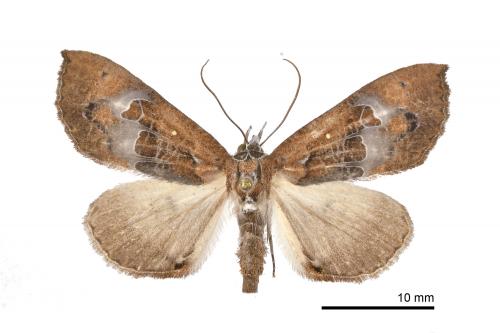 Coarica fasciata_female_FBG_10-IV-2015_SWu_WCChang_27_1