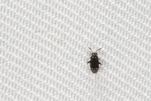 Sejanus neofunereus