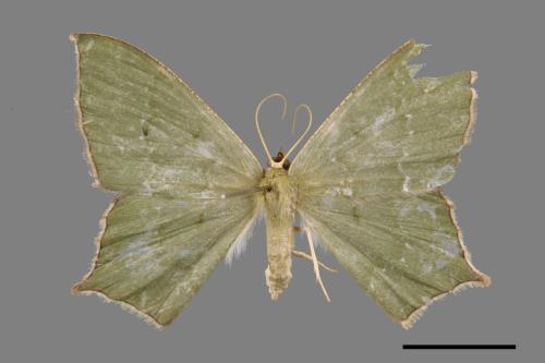 Maxates versicauda[突緣尖尾尺蛾][00052929]