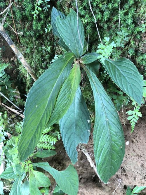 同蕊草
