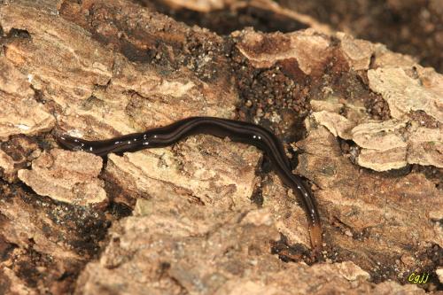 海濱的陸生渦蟲 Rhynchodemidae sp. (挖子尾) 海濱的陸生渦蟲 Rhynchodemidae sp. (挖子尾)