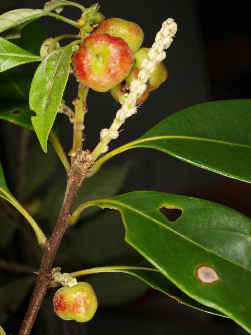 Saphonecrus lithocarpii 所寄生之蟲癭 Saphonecrus lithocarpii 所寄生之蟲癭