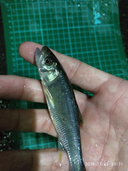 粗首鱲