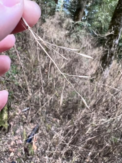 玉山箭竹