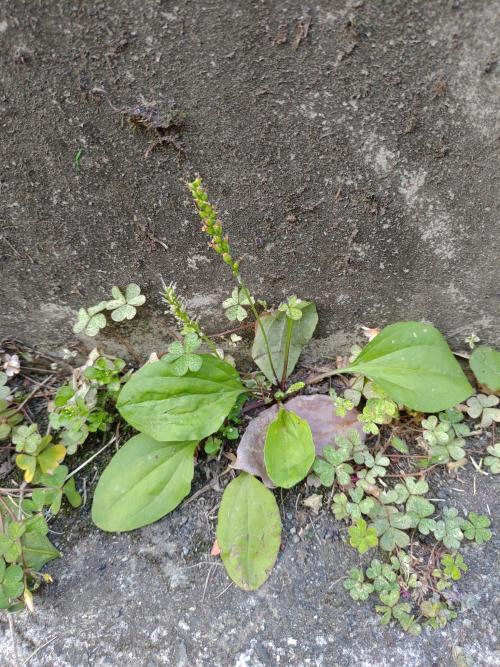 車前草