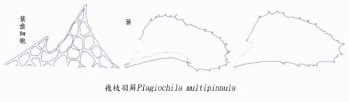 複枝羽蘚 複枝羽蘚