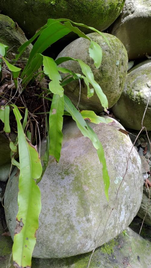 魚尾蕨